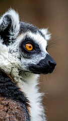 Fototapeta premium Close-up profile of a lemur with striking orange eyes against a soft, blurred brown background