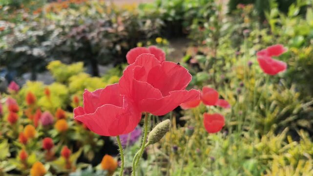 Papaver rhoeas or red common poppy flowers. Its common names corn poppy,&nbsp;corn rose,&nbsp;field poppy,&nbsp;Flanders poppy,&nbsp;red poppy and&nbsp;Odai flowers. Its species of flowering plant in poppy family&nbsp;Papaveraceae