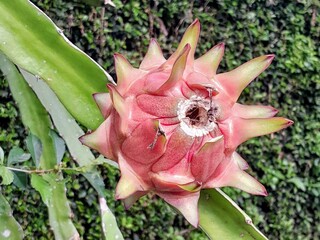 Close up of dragon fruit plants in the garden