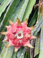 Close up of dragon fruit plants in the garden