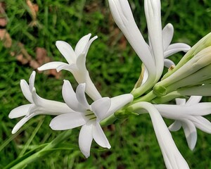 Close-up of fragrant white tuberoses