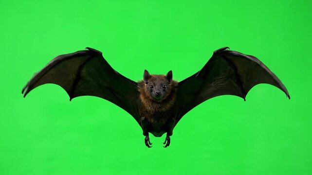 Nipah Virus Outbreak Animation in India Zoonotic Transmission and Pandemic Threat Public Health Emergency Medical