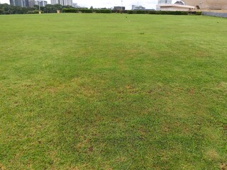 Obraz premium green grass field.