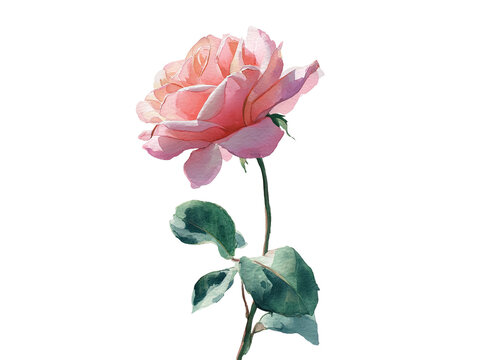 Watercolor illustration of a single, soft pink rose in full bloom with a green stem and leaves