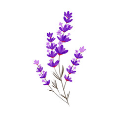 Obraz premium Digitally created purple lavender sprig with detailed flower heads and dark brown stems