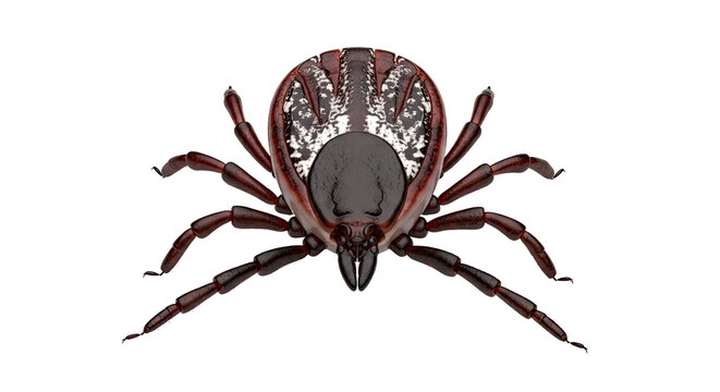 Close-up 3D rendering of a tick