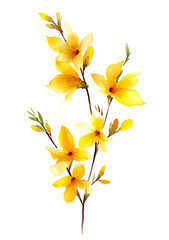 Fototapeta premium Branch of vibrant yellow springtime blossoms against a solid black background