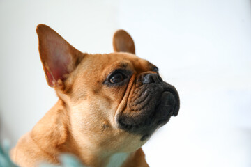 Cute French bulldog in bedroom, closeup