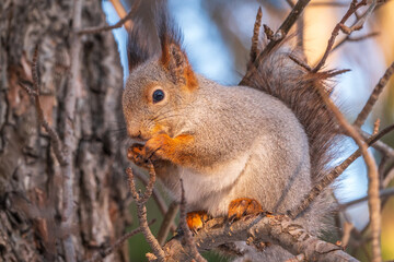 The squirrel with nut sits on tree in the winter or late autumn