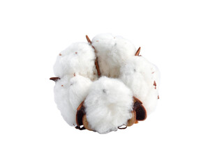 Fluffy white cotton boll with brown seed husks, isolated on black