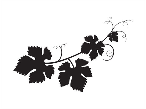 Black grape vine with leaves silhouette vector, A black silhouette of a grapevine branch with leaves vector illustration