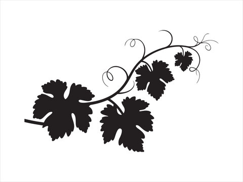 Black grape vine with leaves silhouette vector, A black silhouette of a grapevine branch with leaves vector illustration