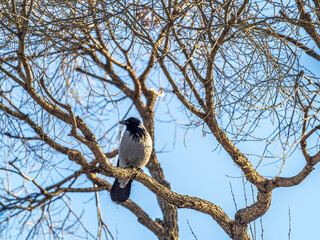 Fototapeta premium A hooded crow sitting on a tree