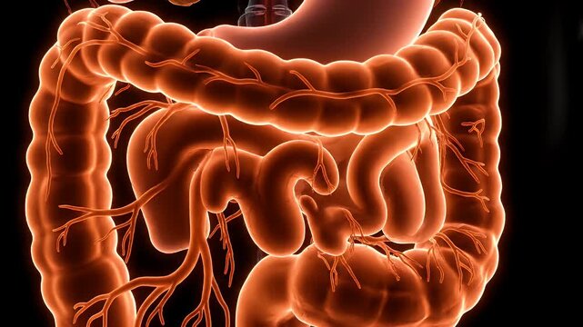Detailed view of the human intestine, stomach, organs, and veins.