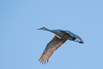 Fototapeta premium Sandhill Crane 3