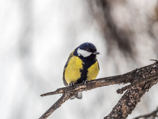 Obraz premium Cute bird Great tit, songbird sitting on a branch without leaves in the autumn or winter.