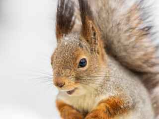 Obraz premium The squirrel sits on white snow