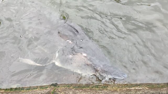 A huge sturgeon in the water close-up
