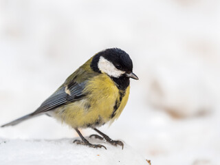 Obraz premium Cute bird Great tit, songbird sitting on a branch with snow in the autumn or winter.