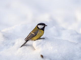 Naklejka premium Cute bird Great tit, songbird sitting on a branch with snow in the autumn or winter.