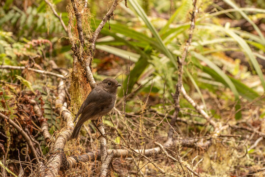 New Zealand robin perched on the a branch in a forest.