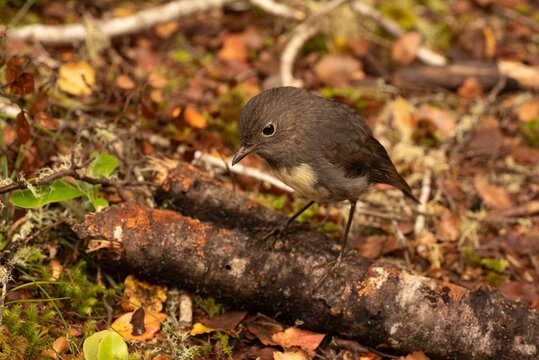 New Zealand robin perched on the ground in a forest.