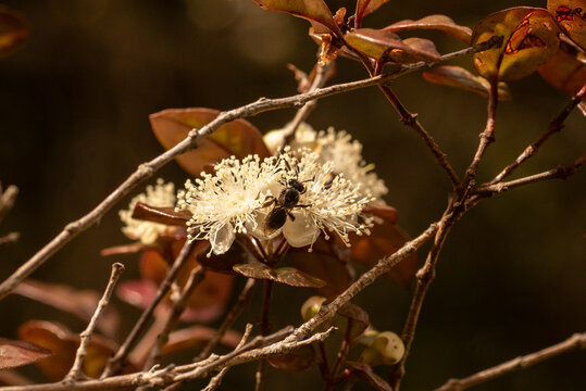 A black, New Zealand native bee on the flowers of ramarama (Lophomyrtus bullata) in Marlborough New Zealand..
