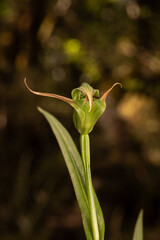 Closeup of the flower of a greenhood (pterostylis) orchid in the Ruapehu District of New Zealand.