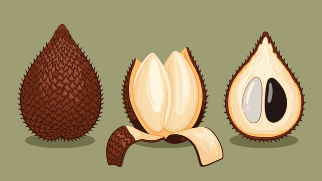 Vector illustration of salak fruit showing the whole fruit, a partially peeled one, and a sliced piece with a seed.