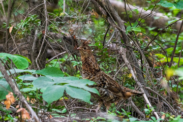 Female ruffed grouse standing alert in dense vegetation.