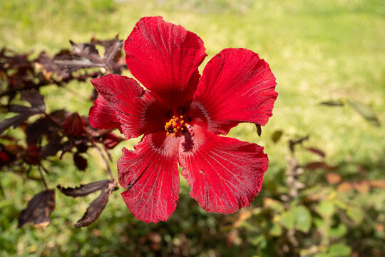 La flor de jamaica tiene sus hojas muy rojas e intensas.