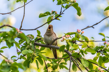 Thrush Nightingale, Luscinia luscinia. A bird sits on a tree branch and sings