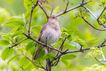 Obraz premium Thrush Nightingale, Luscinia luscinia. A bird sits on a tree branch and sings