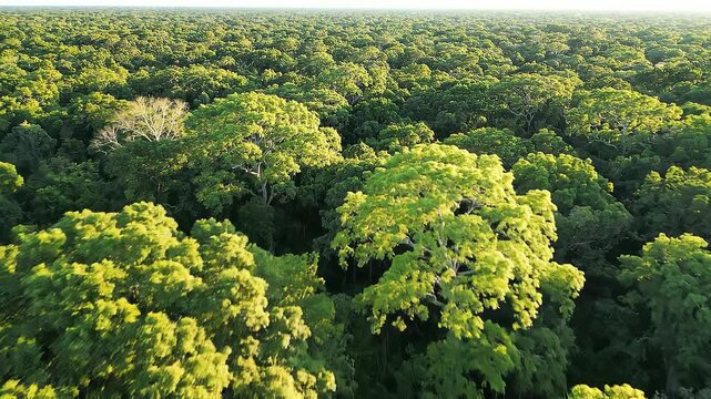 Cinematic aerial drone footage of a vast tropical rainforest canopy with dense, lush green trees stretching to the horizon