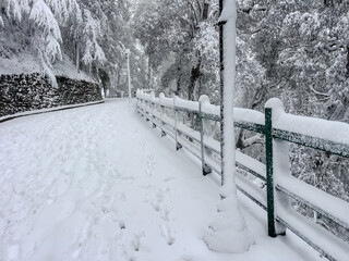 Fototapeta premium Snow covers a pathway in a wooded area during wintertime with trees and a fence along the side