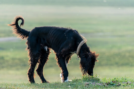 Taigan dog or Kyrgyz Sighthound sniffing grass in a field during golden hour. The long-haired black dog is wearing a collar exploring the meadow with a curled tail against a blurred green background.