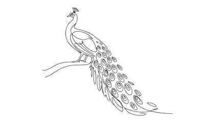 One continuous line illustration of an peacock, isolated on white background. © line