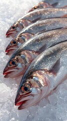 Fresh on Ice at Seafood Market