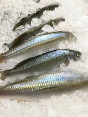 Fresh on Ice at Seafood Market
