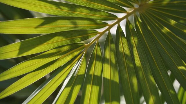 Lush green palm leaf frond close up sunlit texture and shadow patterns with gentle breeze motion creating tropical calmness and natural botanical