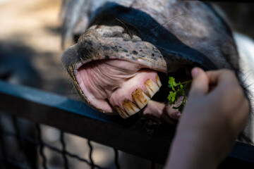 Interspecies connection captured during moment of feeding, Tender encounter between child and donkey beneath sunlight through wire mesh