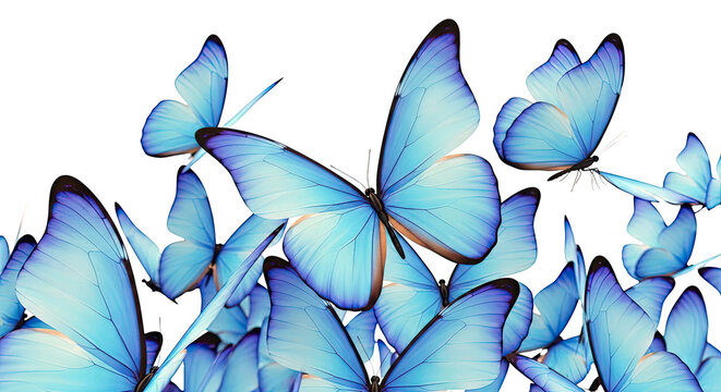 Flock of Blue Morpho Butterflies