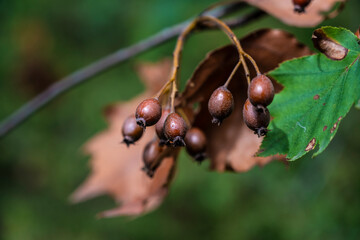 Colorful dried rosehips on branch with muted background, Autumn harvest display featuring dried rosehips against subdued tones