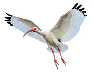 Bird in flight with a long curved beak and vivid red legs