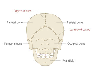 Skull Anatomy Illustration &ndash; Posterior View with English Labels for Medical Education