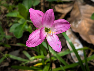Fototapeta premium Beautiful rain lilies in the garden