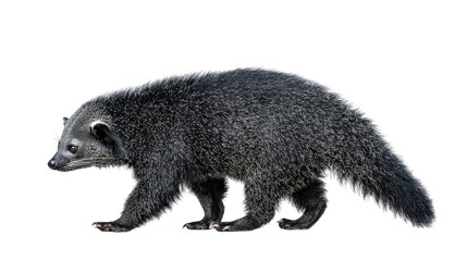 Obraz premium Binturong walking background isolated on a Transparent background, PNG file.