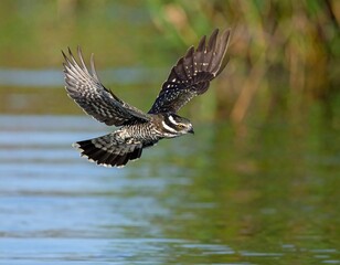 Fototapeta premium A bird with patterned wings flies over a body of water in a sunlit outdoor setting