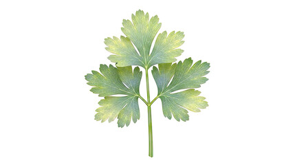 Naklejka premium Single Parsley Leaf on White Background