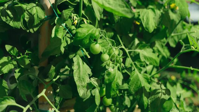 Ripe tomatoes growing on the vine in a vegetable patch in the countryside of Chiang Mai, Thailand, illuminated by natural sunlight on a bright, sunny day.
